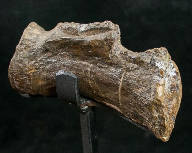 Diplodocus Caudal Vertebra On Stand - Wyoming #10154